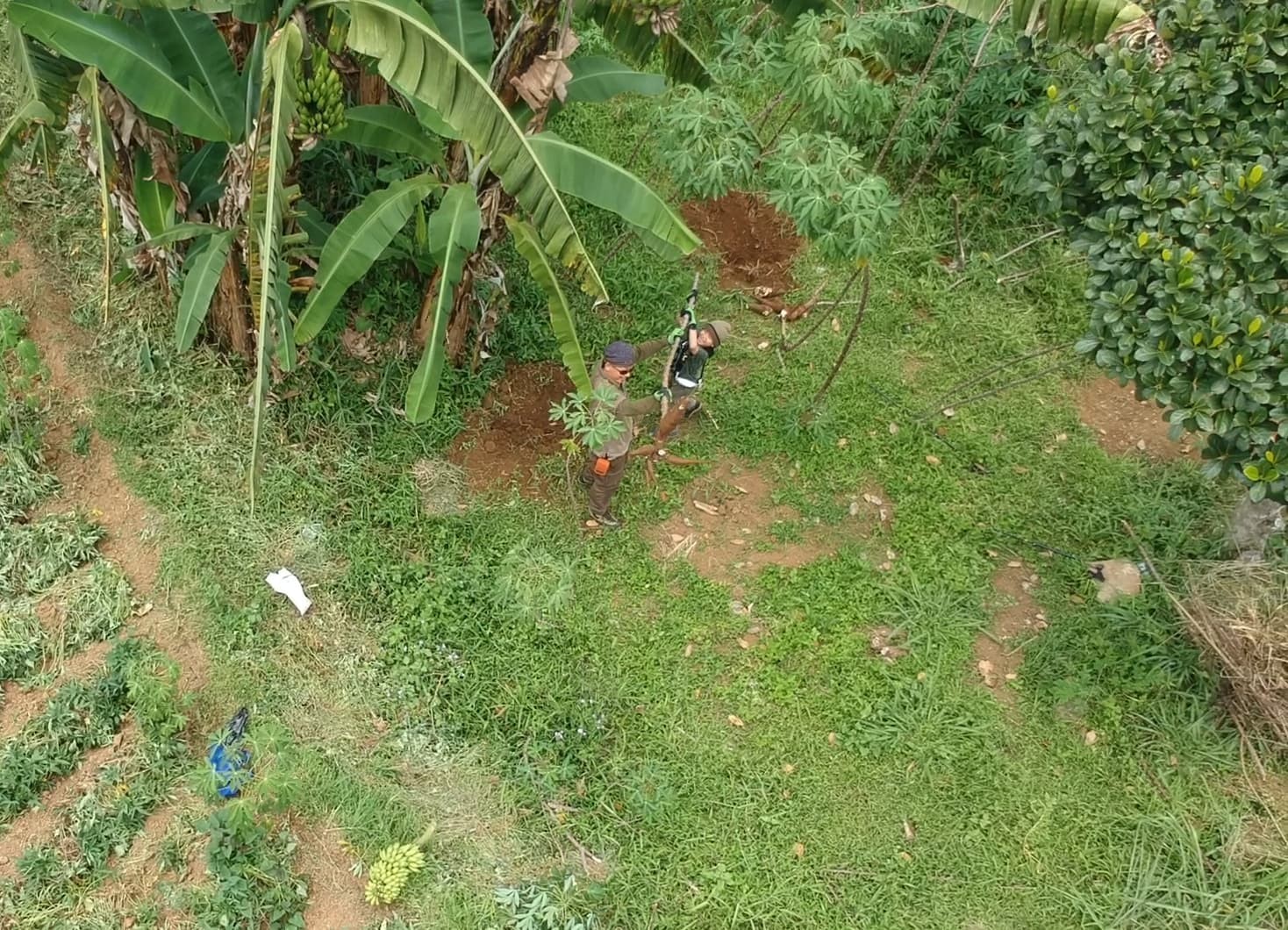 Pohon singkong tercabut