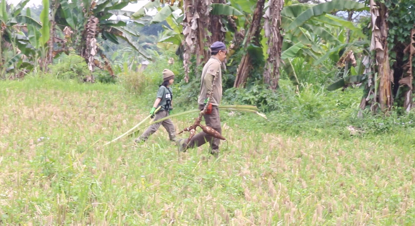 Membawa singkong untuk di bakar