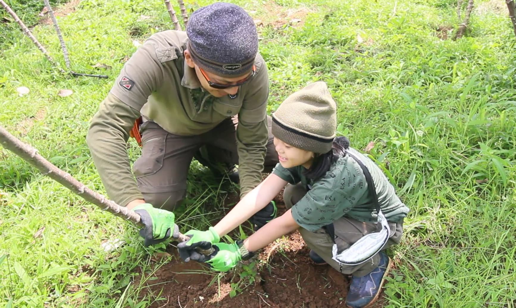 menggoyang pohon singkong