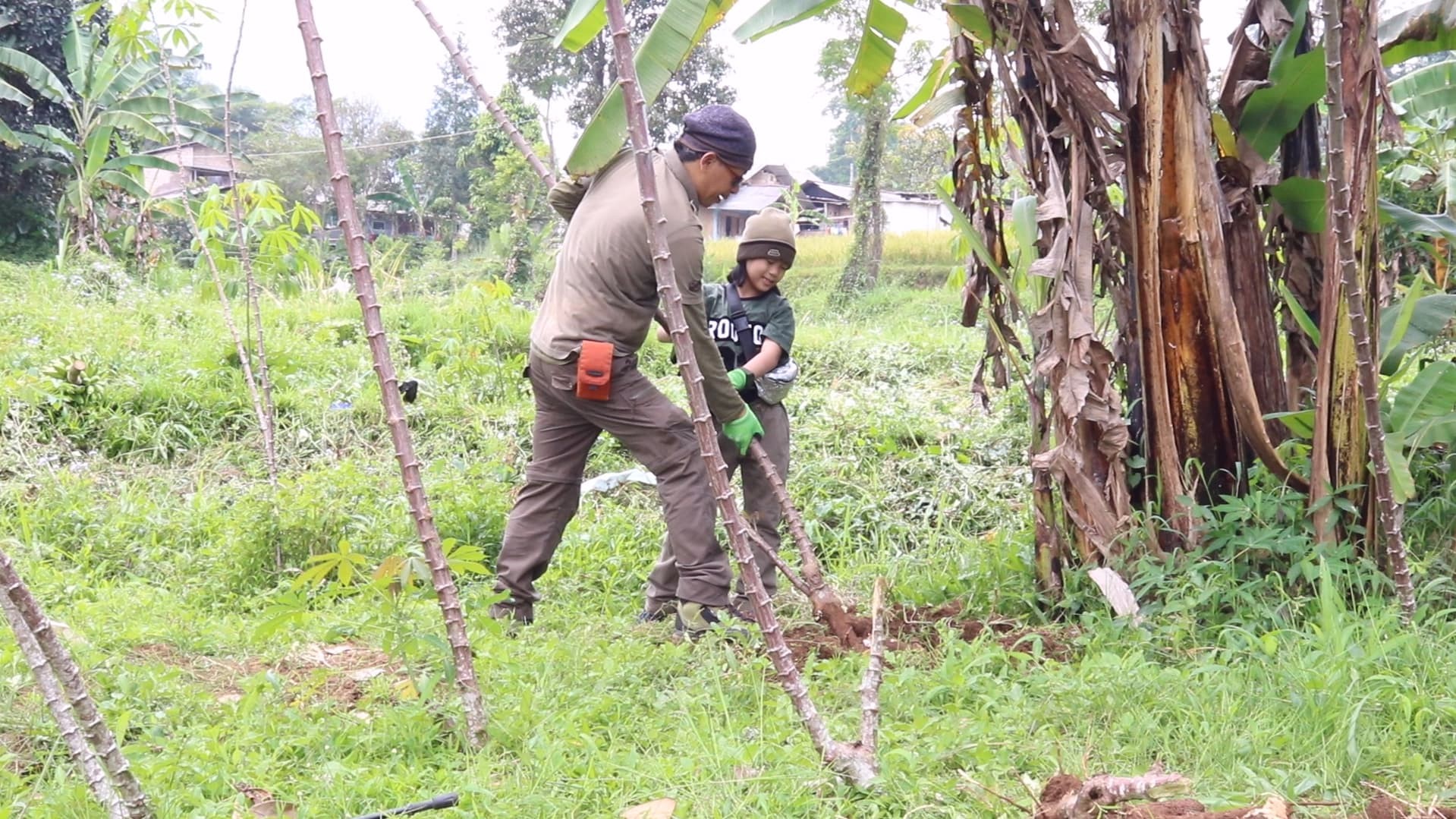 Mencabut pohon singkong